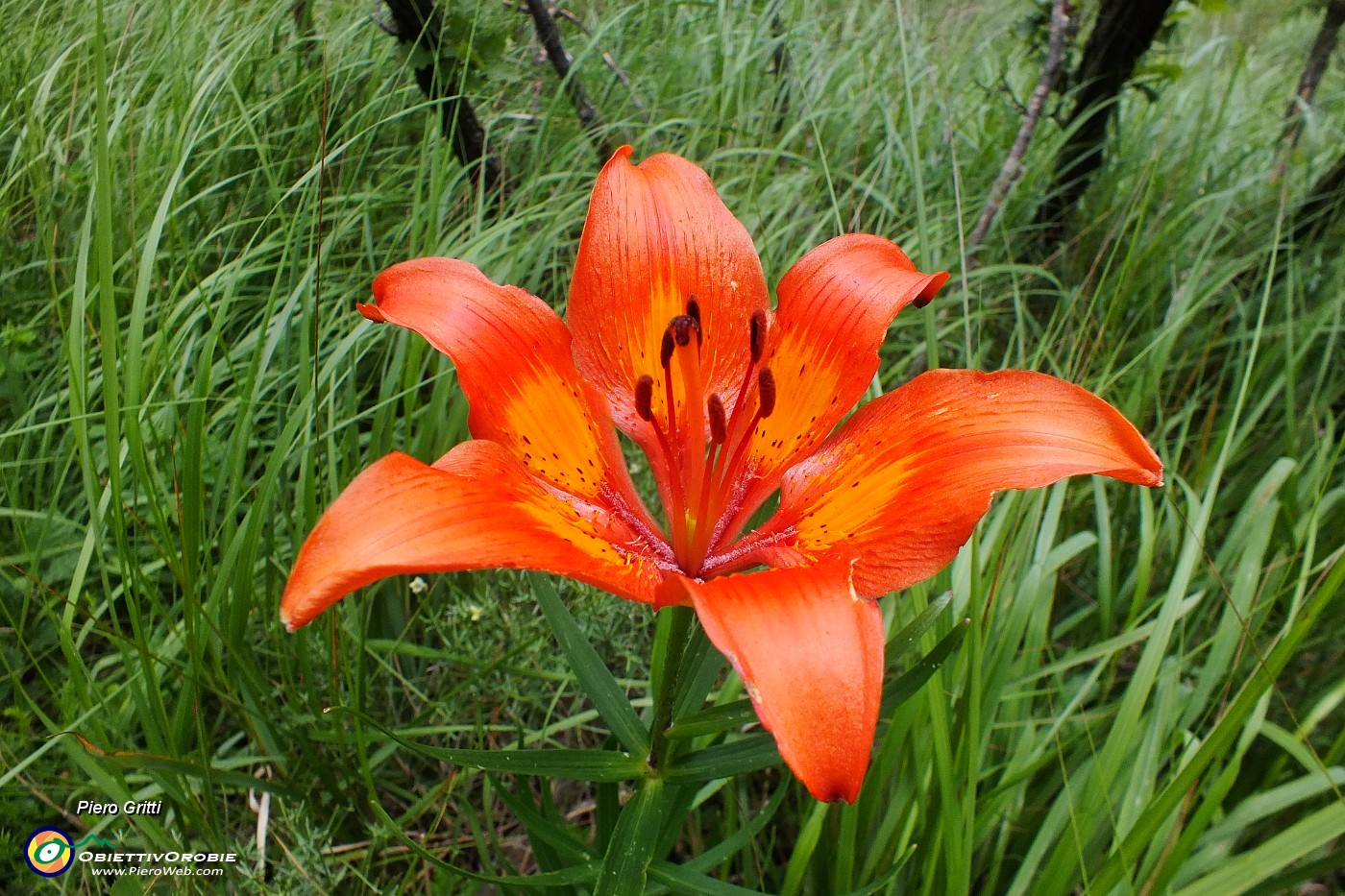 71 Giglio rosso spontaneo di montagna.JPG